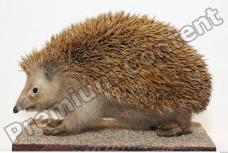 Hedgehog - Erinaceus europaeus 0001